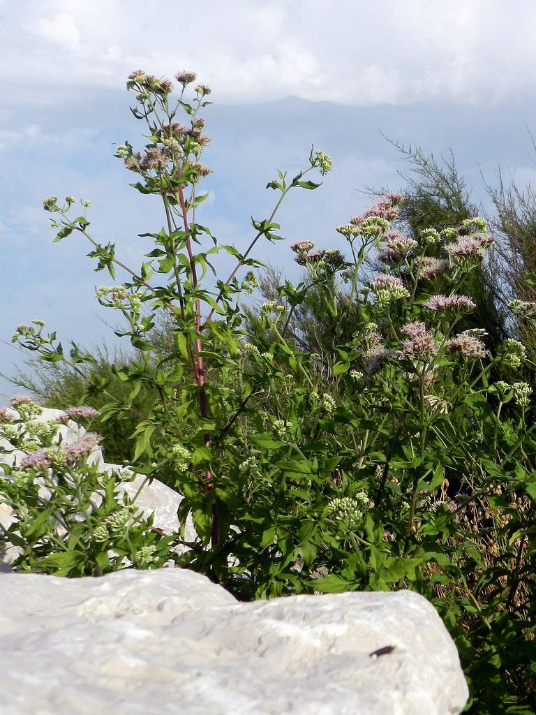 Eupatorium cannabinum